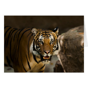 Tigre de Sibérie