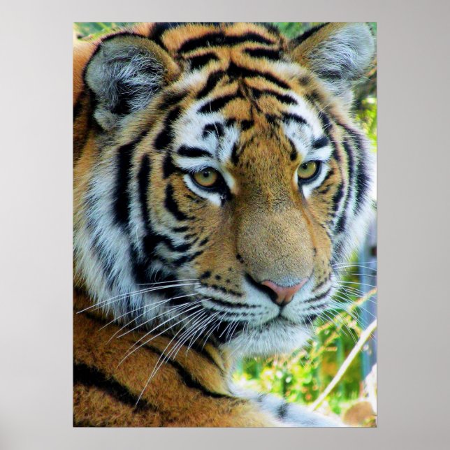 Tigre de Sibérie, Poster de Tigre d'Amur (Devant)