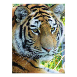 Tigre de Sibérie, Tigre de l'Amour Papier Photo