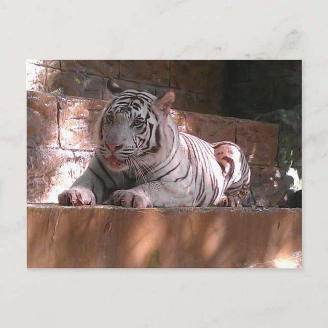 Tigre du Bengale Blanc, Carte postale Trinidad (Devant)