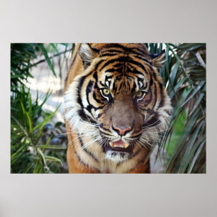 Tigre du Bengale vous regardant poster 2