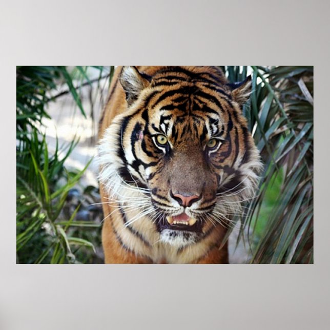 Tigre du Bengale vous regardant poster 2 (Devant)