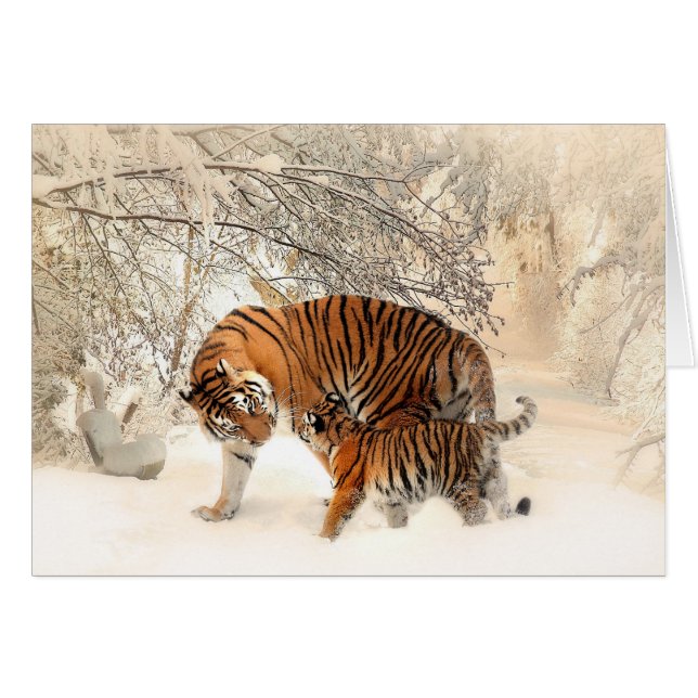 Tigre et CUB de mère dans les bois de Milou (Devant horizontal)