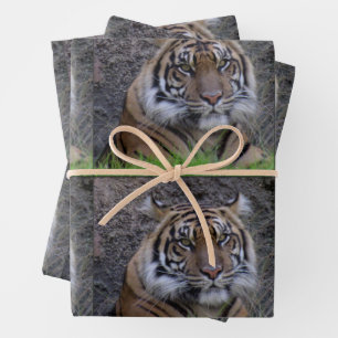 Tigre - Feuilles de papier enveloppant toutes les 