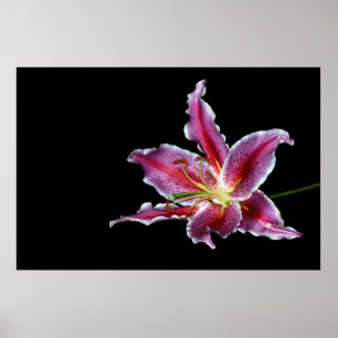 tigre lilly imprimer / affiche / canvus - fleur de