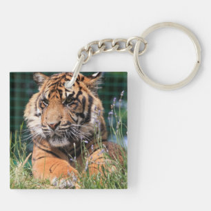 Tigre mou dans l'herbe