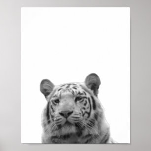 Tigre Noir Blanc Affiche Photo de la Cabine de la 