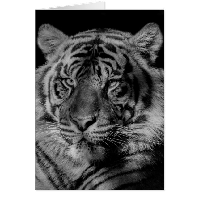 Tigre noir et blanc (Devant)
