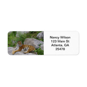 Tigre sur un rocher