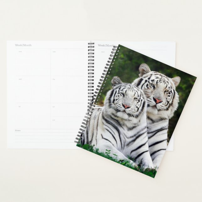 Tigres Blancs (Devant avec enveloppe)