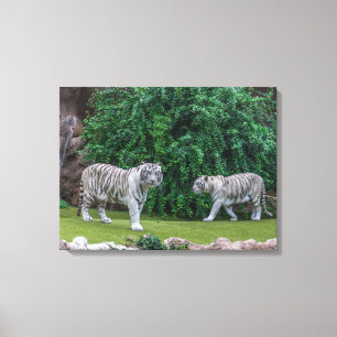 Tigres blancs afficher l'impression de toile