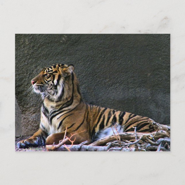 Tigress Postcard (Front)