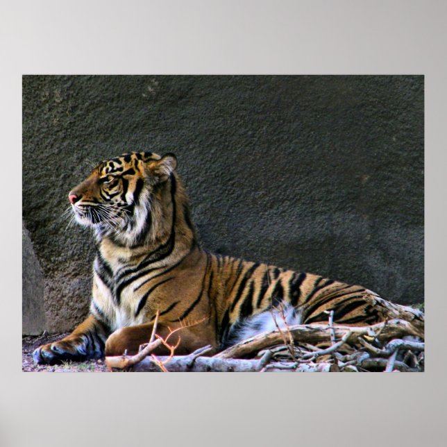 Tigress print (Front)