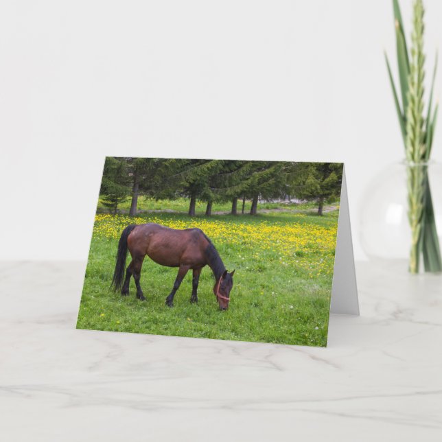 Tihuta Pass, Horse in Pasture Card (Front)