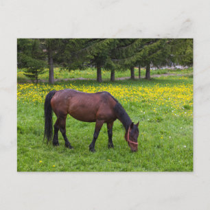 Tihuta Pass, Horse in Pasture Postcard