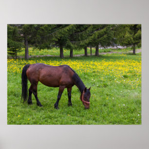 Tihuta Pass, Horse in Pasture Poster