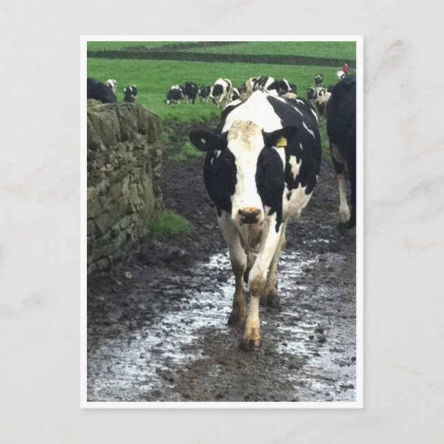 'Til the Cows Come Home Postcard (Front)