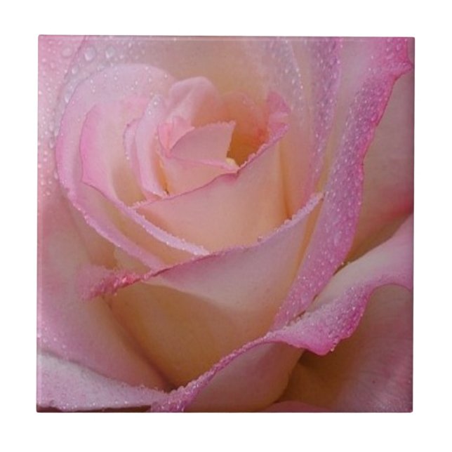 Tile Beautiful Pink Rose (Front)