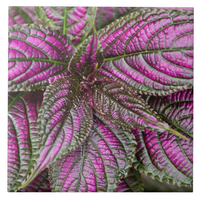 Tile - Persian Shield (Front)