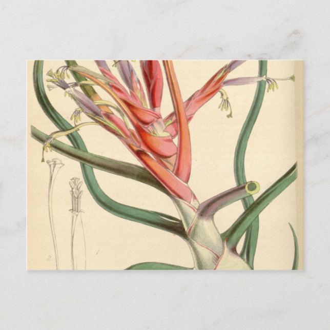 Tillandsia bulbosa postcard (Front)