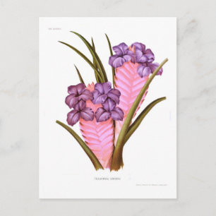 Tillandsia lindeni postcard