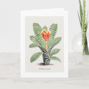 Tillandsia Musaica, by J. Nugent Card