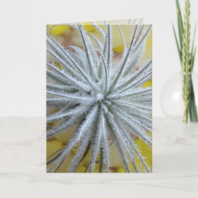 Tillandsia tectorum card (Front)