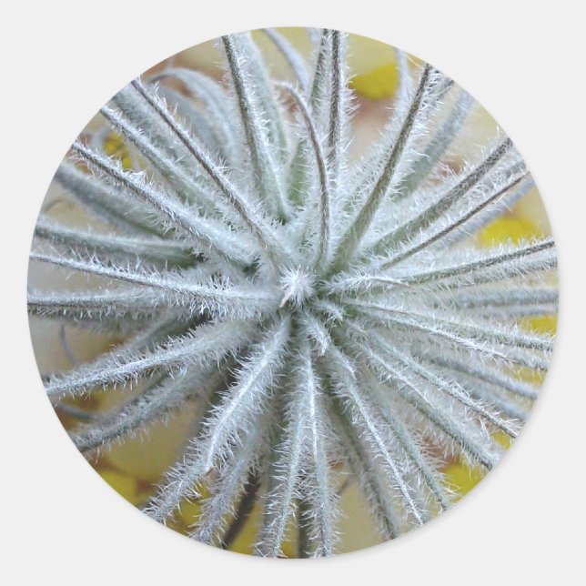 Tillandsia tectorum classic round sticker (Front)