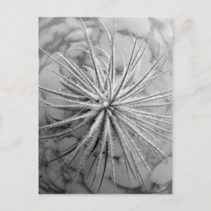 Tillandsia tectorum postcard