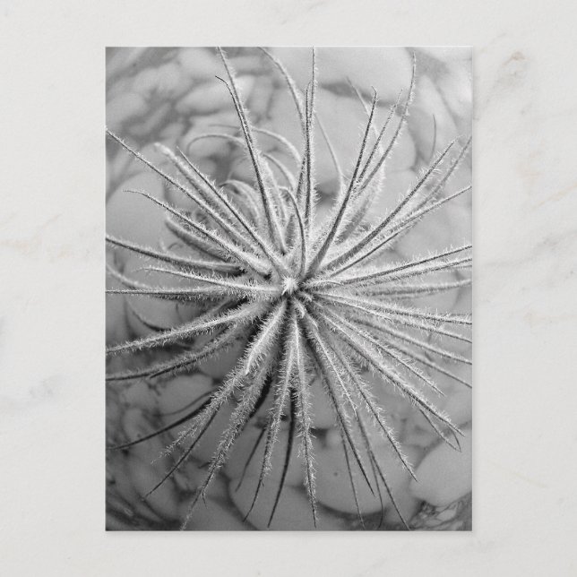 Tillandsia tectorum postcard (Front)