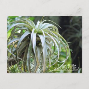 Tillandsia Xerographia : Carte postale