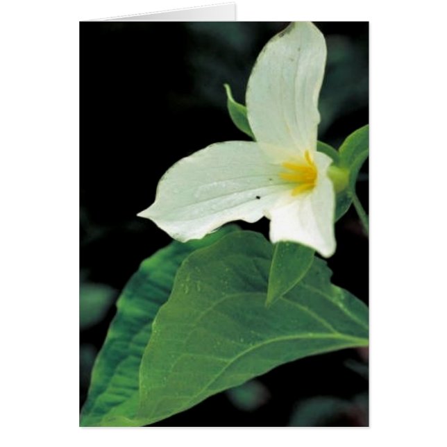 Tillium blanc (Devant)