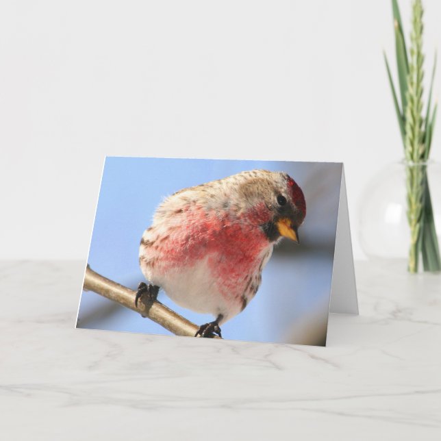 Tilting Redpoll Greeting Card (Front)