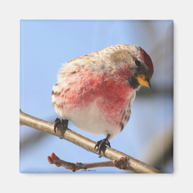 Tilting Redpoll Magnet (Front)