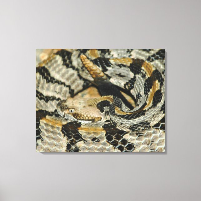 Timber Rattlesnake Coil Canvas Print (Front)