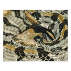 Timber Rattlesnake Coil Photo Print