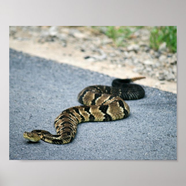 Timber Rattlesnake Poster (Front)