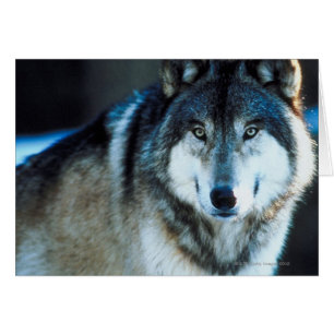 Timber wolf