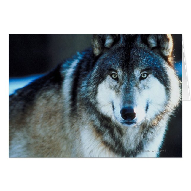 Timber wolf (Front Horizontal)