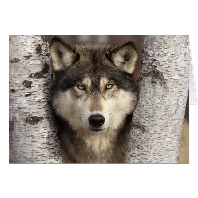 Timber wolf by Jim Zuckerman (Front Horizontal)