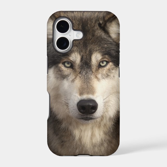 Timber wolf by Jim Zuckerman (Back)
