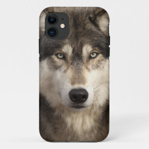 Timber wolf by Jim Zuckerman iPhone 11 Case