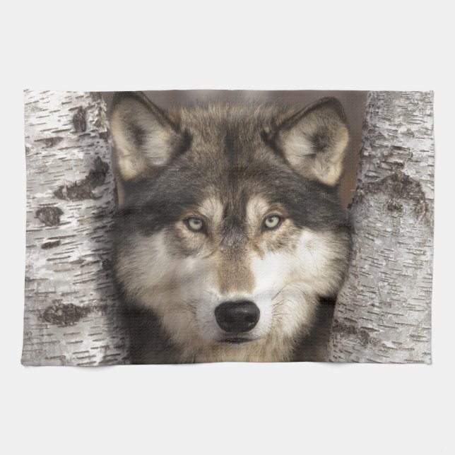 Timber wolf by Jim Zuckerman Kitchen Towel (Horizontal)