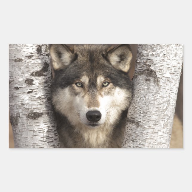 Timber wolf by Jim Zuckerman Sticker (Front)
