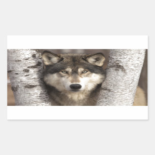 Timber wolf by Jim Zuckerman Sticker
