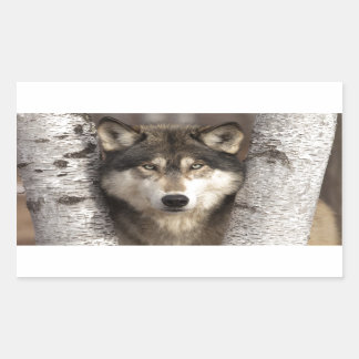 Timber wolf by Jim Zuckerman Sticker