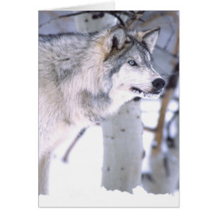 Timber Wolf, Canis lupus, Movie Animal Utah)