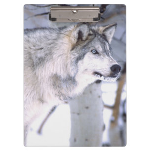 Timber Wolf, Canis lupus, Movie Animal Utah) Clipboard