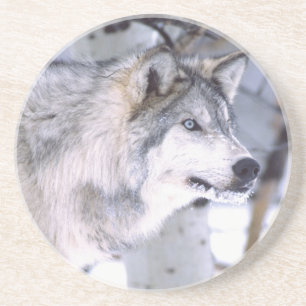 Timber Wolf, Canis lupus, Movie Animal Utah) Coaster