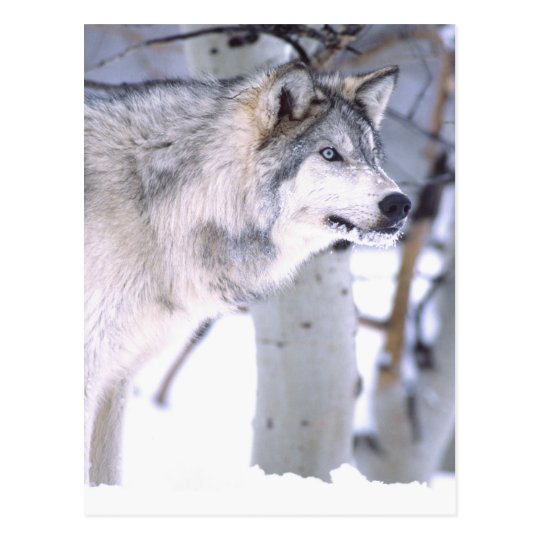 Timber Wolf, Canis lupus, Movie Animal Utah) Postcard